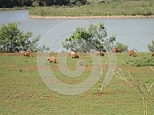 Capybaras outdoors