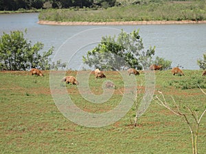 Capybaras outdoors photo