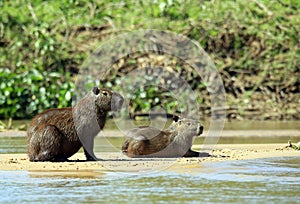 Capybaras on River Bank