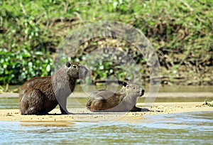 Capybaras on River Bank photo