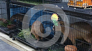 Capybaras in small cages on market. Adorable capybaras trapped in small cages in pet section of Chatuchak Market in