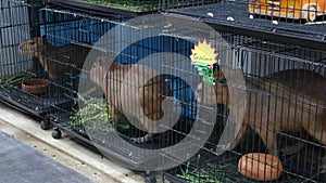 Capybaras in small cages on market. Adorable capybaras trapped in small cages in pet section of Chatuchak Market in Bangkok,