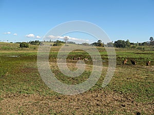 Capybaras in a swamp area