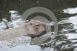 A capybaras swimming photo
