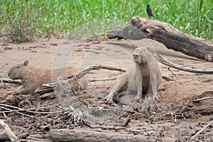 Capybaras in Tambopata National Reserve