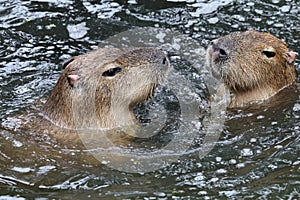 Capybaras photo