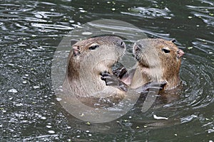 Capybaras photo