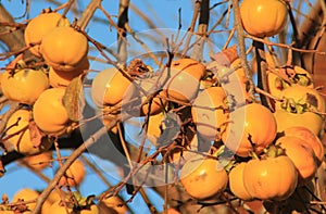 Caquis, Diospyros kaki