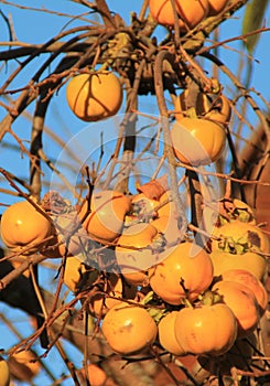 Caquis, Diospyros kaki