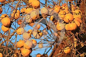 Caquis, Diospyros kaki photo