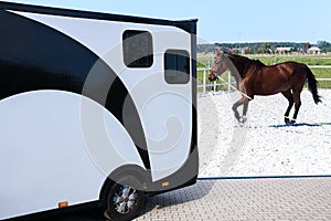 Car for carrying horses . Funny horse transport  .