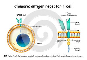 CAR - Chimeric antigen receptor T cell