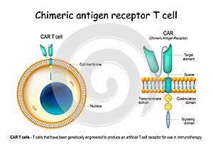 CAR - Chimeric antigen receptor T cell photo