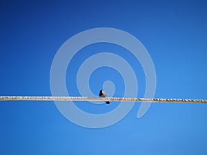 Raven on the roof