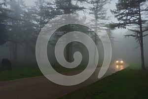 Car in country road with fog and low visibility