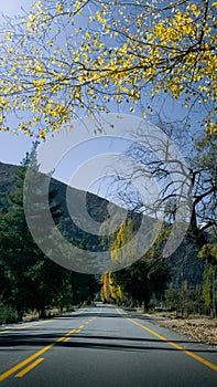 a car on a country road surrounded by trees and mountains