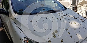 Car is covered with bird`s extremes