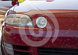 Car Covered by Bugs