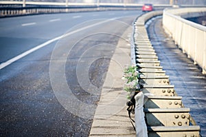 Car crash accident. Artificial white roses flowers on the site of a traffic accident with a fatal outcome