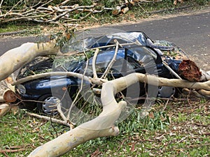 Car Crushed by Fallen Tree