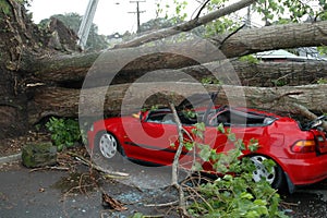 Auto schiacciato secondo un albero 