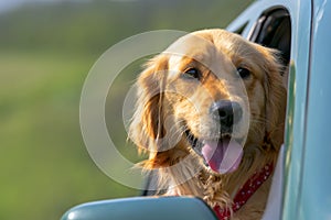 In car cute dog animal travel vacation