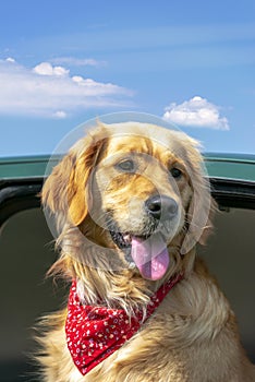 In car cute dog animal travel vacation