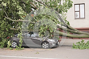 Car destroyed by a fallen tree. photo