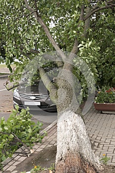 Car destroyed by a fallen tree on street.