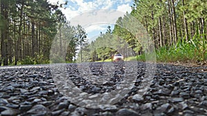 Car in the distance pine trees road