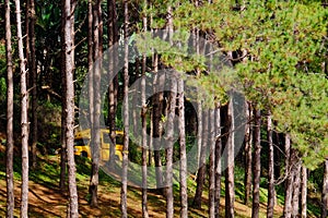 Car drives through the pine forest in Pangung national park