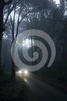 Car driving through fog in forest