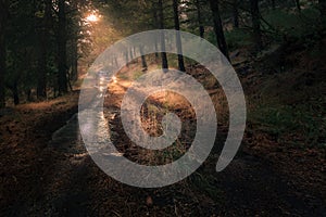 Car driving into a forest after heavy rain photo