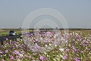 A car driving on motorway or freeway past a field of Cosmos