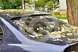 A car with dry yellow leaves falling on it.