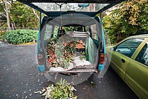 Car full of lychees in Mauritius farm.