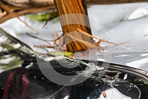 Car hit by tree fell on it. Due to rain and storms causing trees to fall