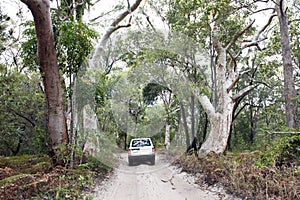 Car in the jungle forest of Fraser Island, four wheel drive vehicle on sandy way through eucalyptus forest