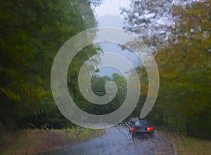 Car lights in beech forest