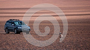 The car and the lonely sheep