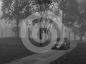 The car is lost in the jungle.