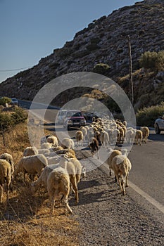 Car on a mountain road surrounded by a herd of sheep. Crete, Greece.