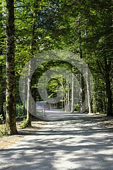 car moving through the road in the forest in perspective. National park Appennino Tosco-Emiliano. Lagdei, Emilia-Romagna photo