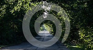 Car in the natural tunnel of trees on a country road.