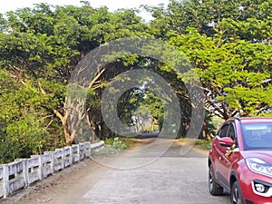 A car parked in roadside with a canopy of tree in the background in a rural area of Odisha, India.
