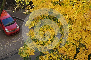 Car in the parking in the autumn park