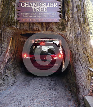 Car passing through Sequoia tree