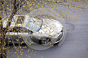 A car is passing under a tree with spring buds.