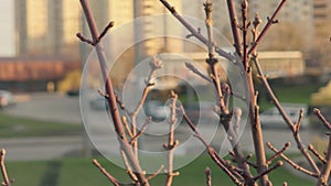 Car plants street road traffic city life nature