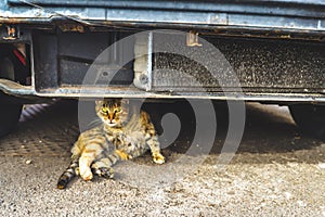 Cat under the car - Camara